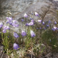 Baker Gulch Trail